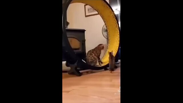 cat funny videos 🤣 animal's video