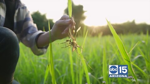 See how Your Valley Toyota Dealers are Helping Kids Go Places: Cesar Chavez HS Mindfulness Garden