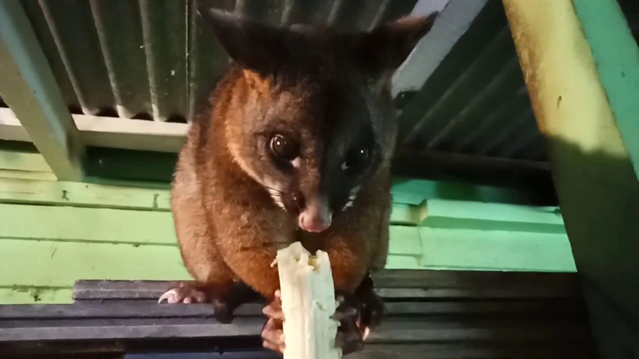 Bandit the Australian possum was eating pawpaw, but dropped it to eat her banana ( Video 18 part 1 )