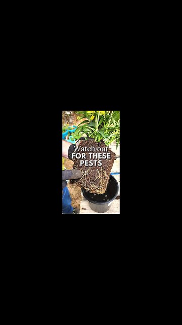 😮Identify Slug Eggs - 🐌 #shorts