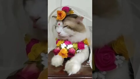 Funny & Cute Cats Compilation #tiktok #shorts 😻 #ytshorts #cute #cat #youtube #youtubeshorts