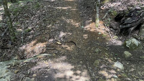 Timber Rattlesnake on Legacy Loop