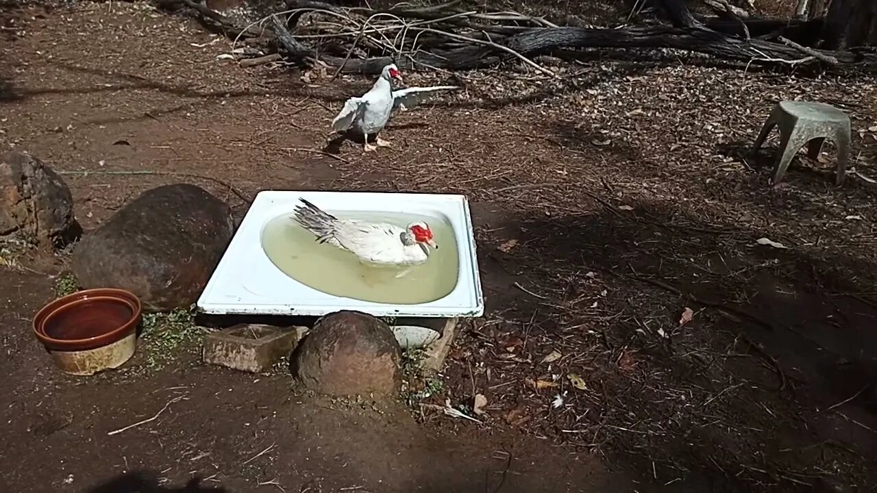 A couple of Muscovy Drakes 11th July 2021