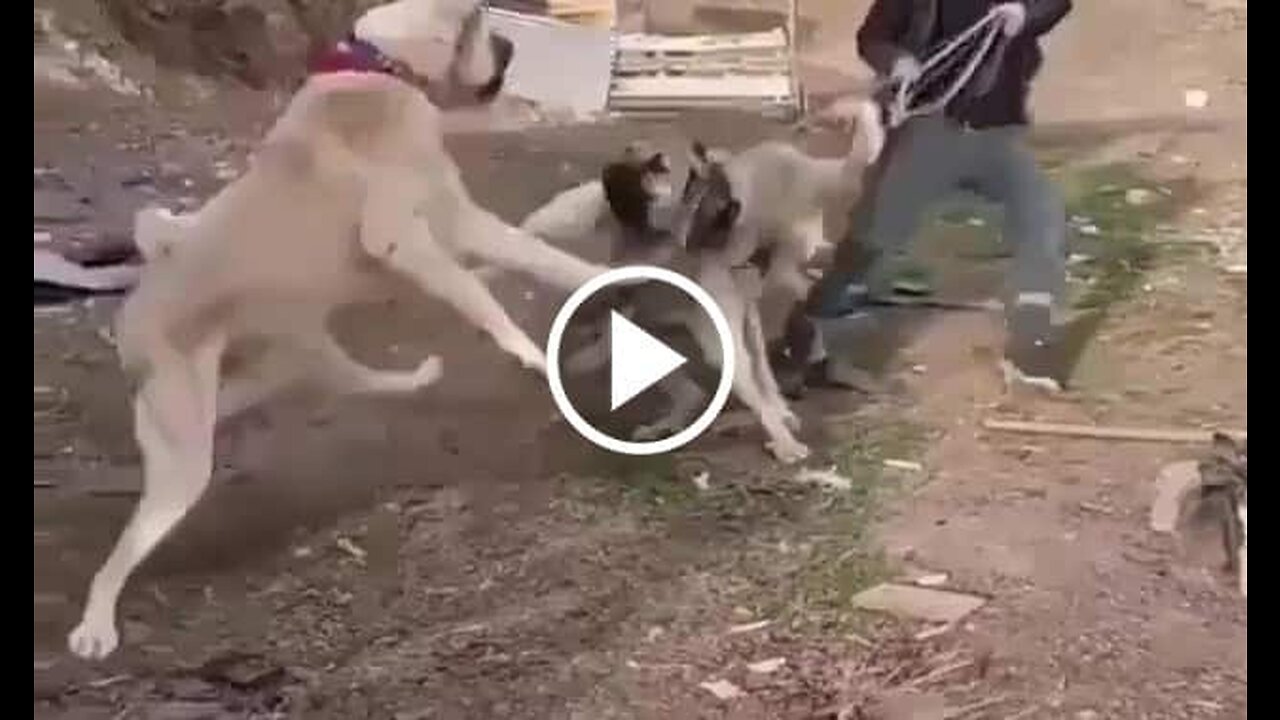 Kangal Shepherd Dogs Vs