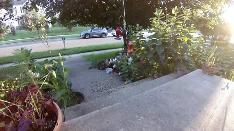 Wildlife And Nature Live Camera