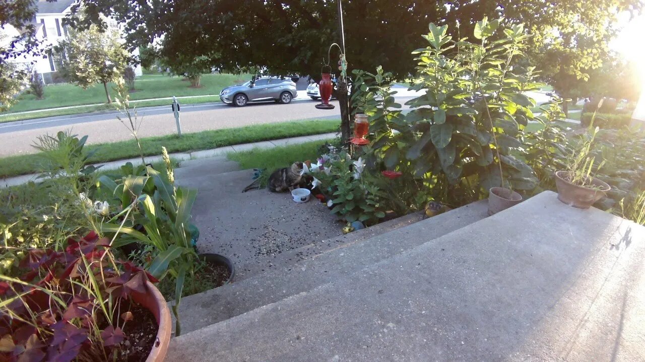 Wildlife And Nature Live Camera