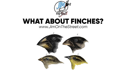 What About Finches?