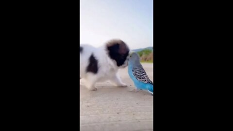 The little dog and the parrot play happily with each other