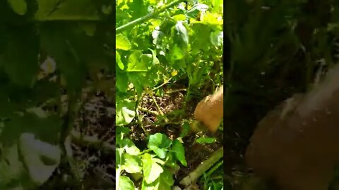 GARDEN UNDER ATTACK