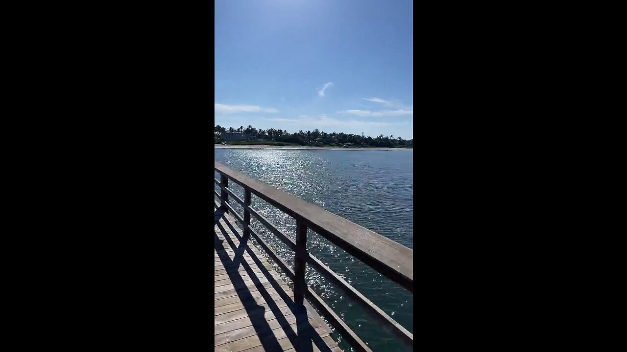 Livestream Clip - Pelicans Plunge At Naples Pier #Pelican