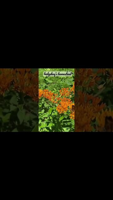 #Butterflies #wildflowers￼