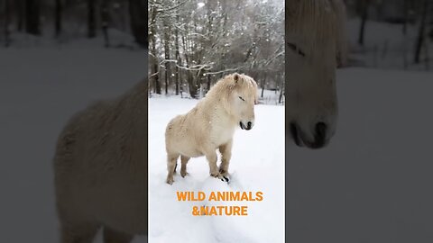 🐎🐎Horse|Little Cute Animals|🐎🐎