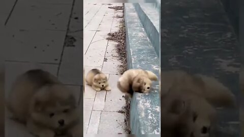 🤣 Funniest 🐶 DogS