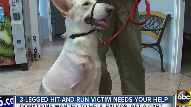 Dog who lost leg in hit-and-run crash needs your help