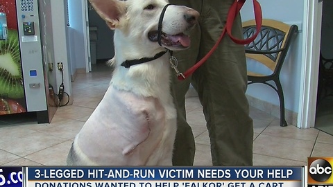 Dog who lost leg in hit-and-run crash needs your help