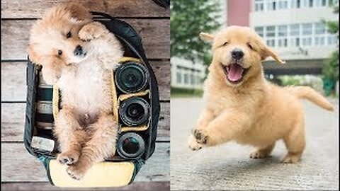 Cutest Dogs - ♥Cute Puppies Doing Funny