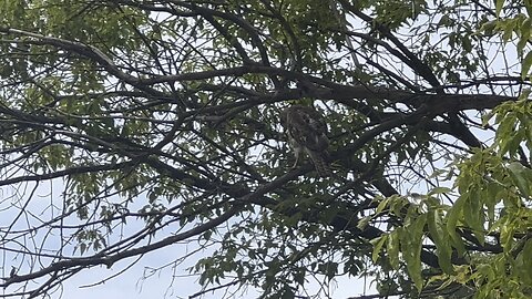Hawk lands almost up top where I was