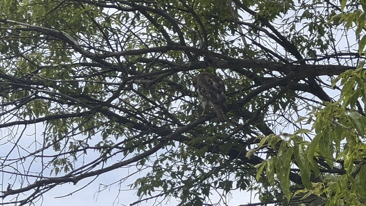 Hawk lands almost up top where I was