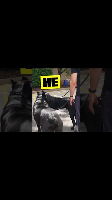 AMAZING LOVE Cane Corso Socialization @The Home Depot #shorts #funnypets #viral