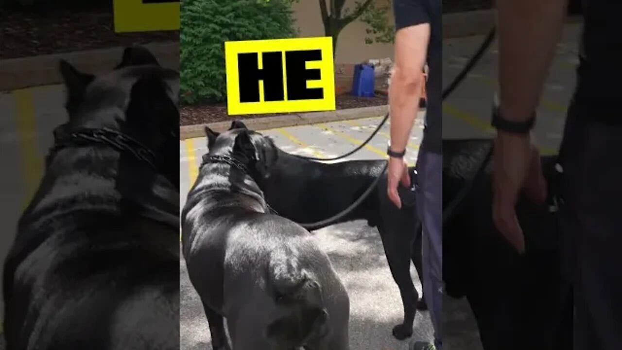 AMAZING LOVE Cane Corso Socialization @The Home Depot #shorts #funnypets #viral