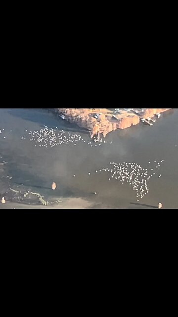 Check out these birds seen from a #Paramotor