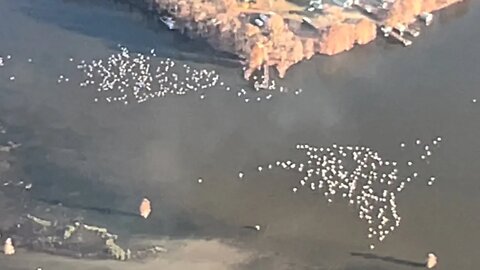 Check out these birds seen from a #Paramotor