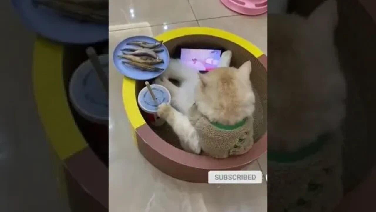 cute cat videos 😹 funny videos 😂 1055😻