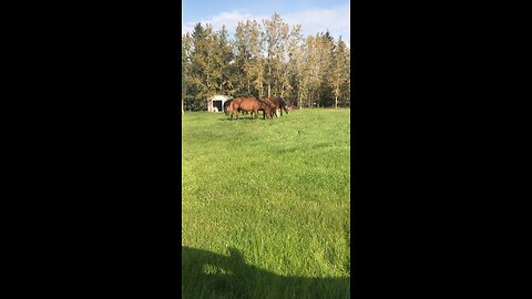 Grass cutting 101￼