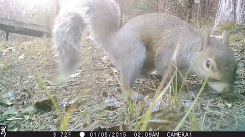 Critter Cam A cheeky squirrel and a silly rabbit