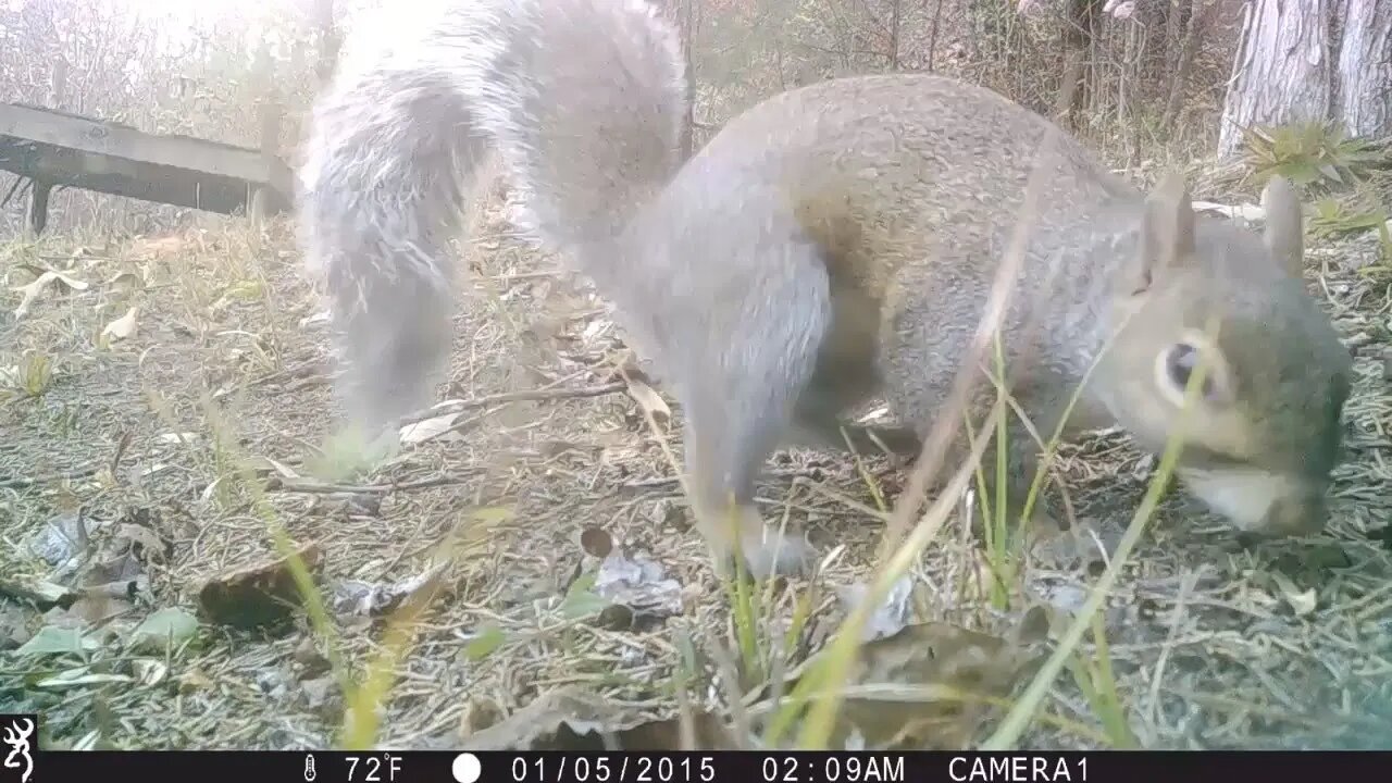 Critter Cam A cheeky squirrel and a silly rabbit
