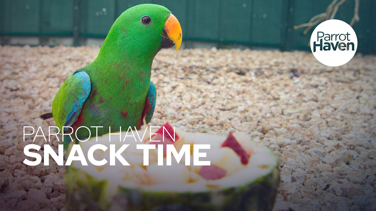 Eclectus Parrots Enjoying a Homemade Snack