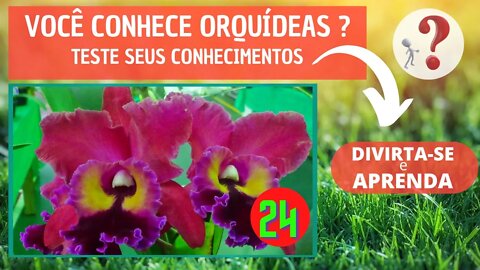 VOCÊ CONHECE ORQUIDEAS ? QUAL O NOME DESSA ORQUIDEA? DIVIRTA-SE IDENTIFICANDO ESSA ORQUÍDEA