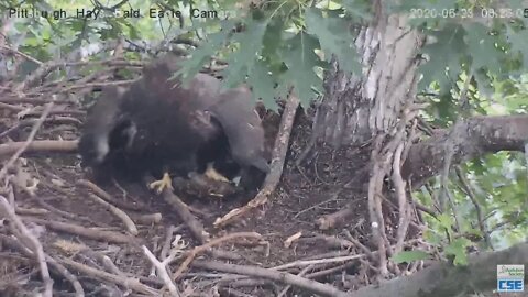Hays Eagles Dad brings in huge catfish H12 eats it 2020 06 23 824AM