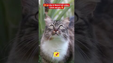 cute cat videos 😹 funny videos 😂@🏝 تفكر في خلق الله ﷻ 🏝