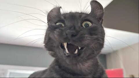 Funny Animal Videos 2023 😁 - Funniest Cats And Dogs Video 😺