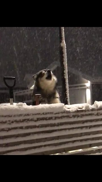 Malamute always howls when he hears ambulance