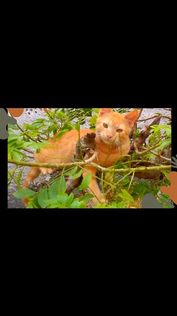 kitten resting on the tree