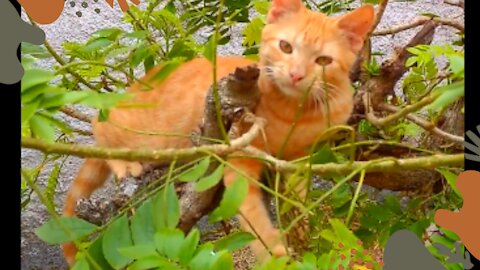 kitten resting on the tree