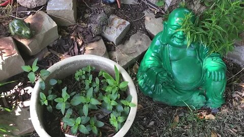 Garden Herbs (Herb Spiral and Flowers)