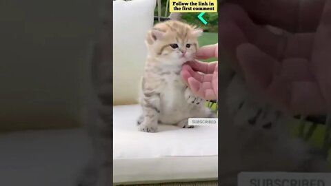 cute cat videos 😹 funny videos 😂 652 😻#shorts #shortsfunny #cutecat #catvideos #catsfood #catscare