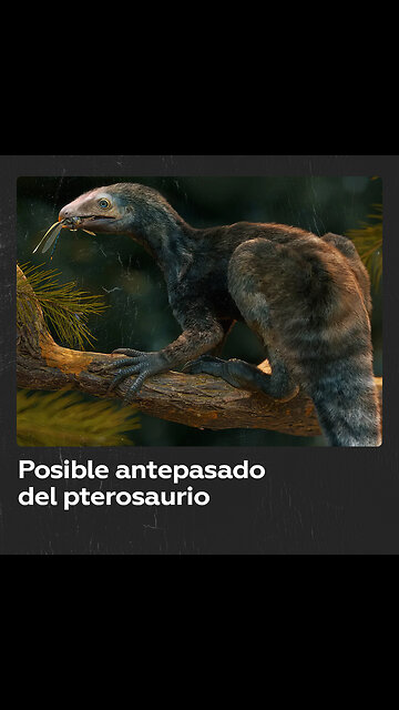Encuentran restos de un posible antepasado de los pterosaurios