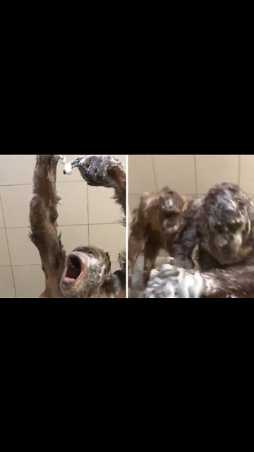 The monkey entered the bathroom and started bathing with soap