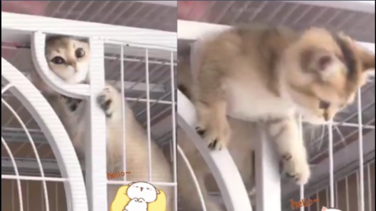 This Cat Is Trying To Escape From The Cage, Will It Work? - Funniest 😻 Cats - Try Not To Laugh 🤣