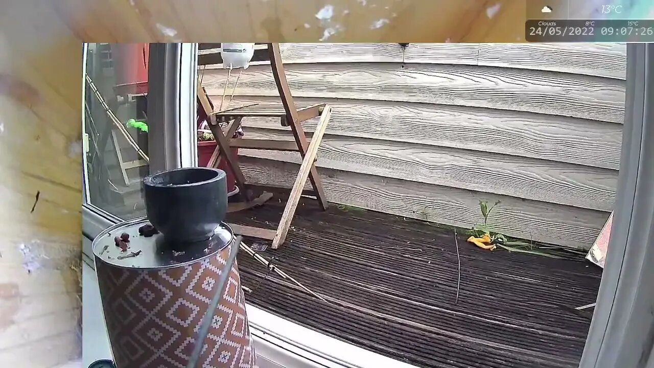 Last Fledgling Learning to Fly Up Out of Balcony