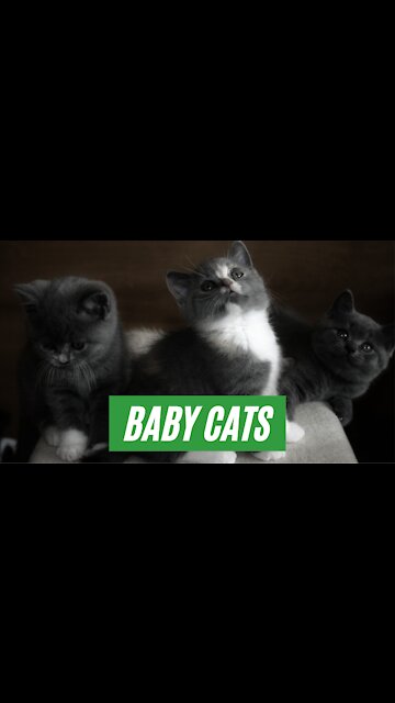 Baby cats