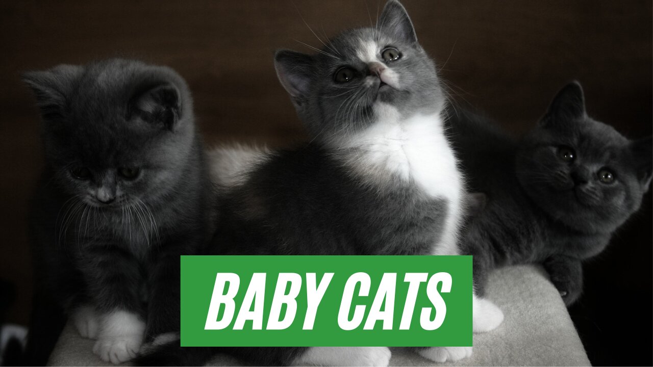 Baby cats