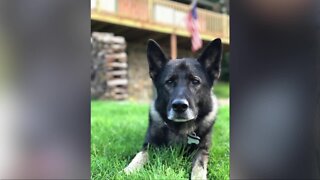 Former K9 police dog goes missing in Cattaraugus County