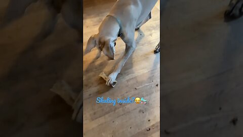 Is she really?🛼🤣 #shortsvideo #like #love #subscribe #happy #shortvideo #dog #dogs #kids #funny