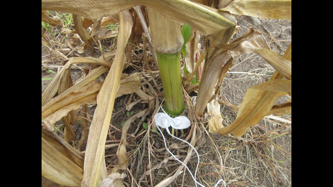 Stronger Roots By The Day Large Cob Colored Corn Roots Recording Sep 2022