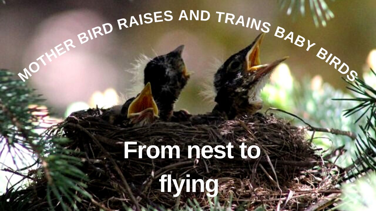 Bird parenting - baby birds raised and trained to fly from nest